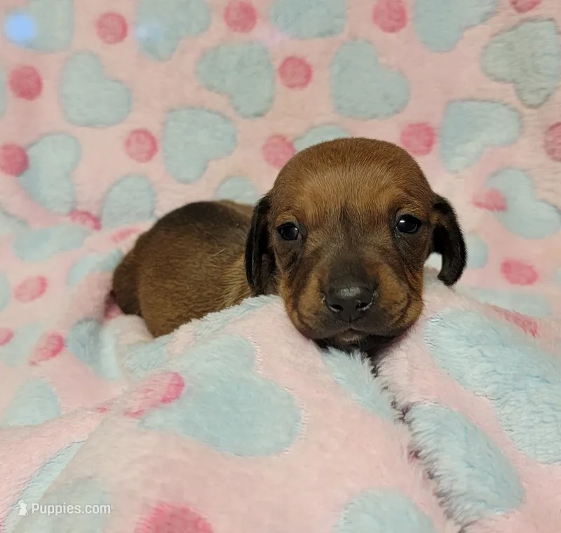 Olivia Grace  – Miniature Dachshund puppy for sale in Keatchie, LA