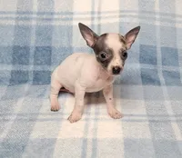 Toby Blue, a male Chihuahua for sale in Keatchie, LA – 9 of 10