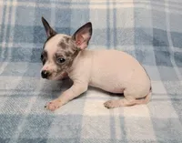 Toby Blue, a male Chihuahua for sale in Keatchie, LA – 8 of 10