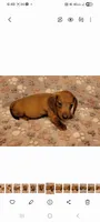 Droopy , a male Miniature Dachshund for sale in Keatchie, LA – 5 of 10