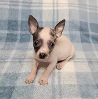Toby Blue, a male Chihuahua for sale in Keatchie, LA – 3 of 10