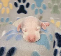 Frosty , a male Miniature Dachshund for sale in Keatchie, LA – 8 of 10