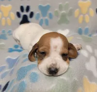 Baby John , a male Miniature Dachshund for sale in Keatchie, LA – 6 of 10