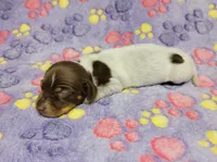 Maddie , a female Miniature Dachshund for sale in Keatchie, LA – 6 of 10