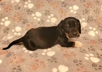 Rocky, a male Miniature Dachshund for sale in Keatchie, LA – 7 of 10