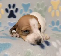 Baby John , a male Miniature Dachshund for sale in Keatchie, LA – 5 of 10