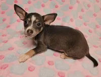 Gracie Marie, a female Chihuahua for sale in Keatchie, LA – 4 of 10