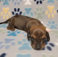 Baby Matthew , a male Miniature Dachshund for sale in Keatchie, LA – 8 of 10