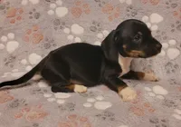 Rocky, a male Miniature Dachshund for sale in Keatchie, LA – 2 of 10