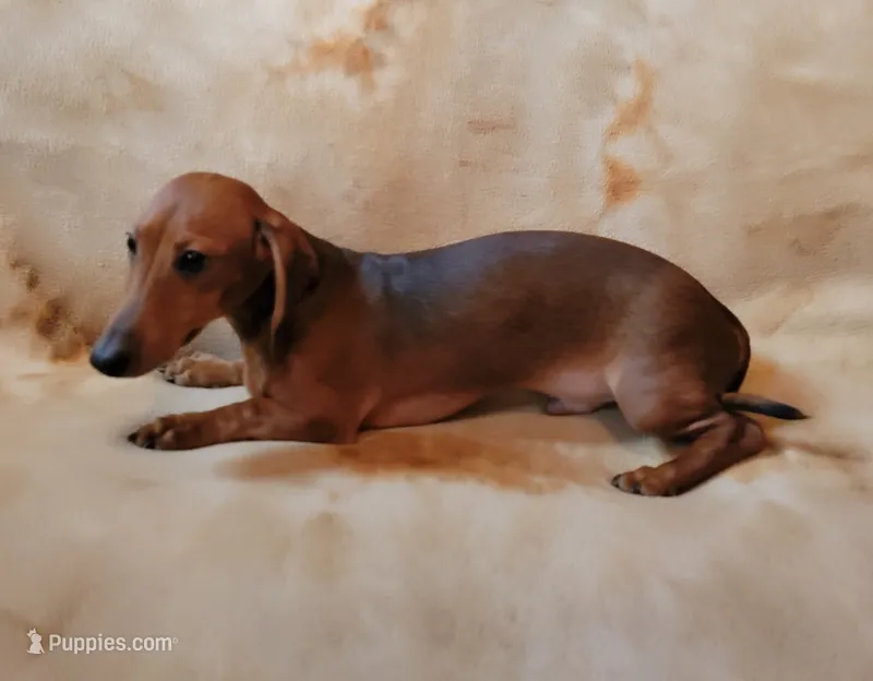 Jackson – Dachshund puppy for sale in Keatchie, LA