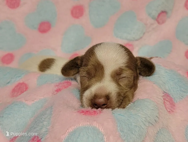 Addie – Miniature Dachshund puppy for sale in Keatchie, LA