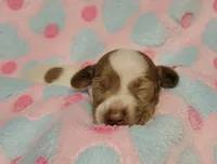 Addie, a female Miniature Dachshund for sale in Keatchie, LA – 1 of 10