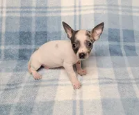 Toby Blue, a male Chihuahua for sale in Keatchie, LA – 5 of 10