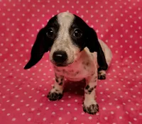 Speckles , a female Miniature Dachshund for sale in Keatchie, LA – 9 of 10