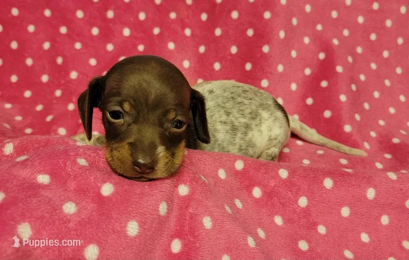 Maddie  – Miniature Dachshund puppy for sale in Keatchie, LA