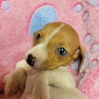 Twinkie , a female Miniature Dachshund for sale in Keatchie, LA – 4 of 10