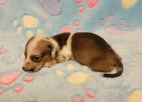 Baby Shilo, a male Miniature Dachshund for sale in Keatchie, LA – 5 of 10