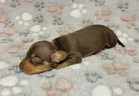 Sammy, a male Miniature Dachshund for sale in Keatchie, LA – 3 of 9