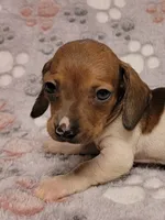 Harley , a male Miniature Dachshund for sale in Keatchie, LA – 8 of 10