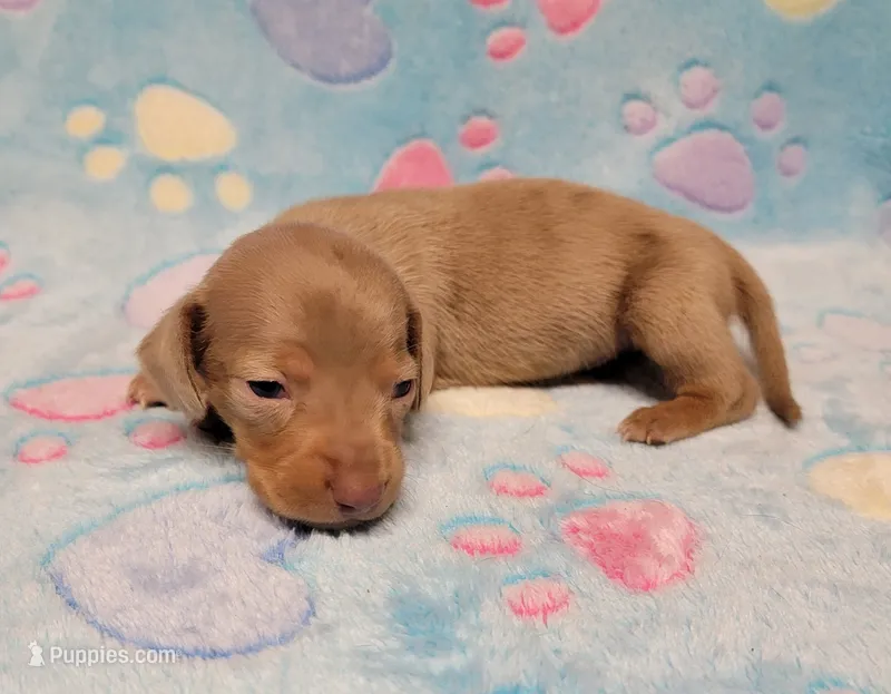 Baby Milo – Miniature Dachshund puppy for sale in Keatchie, LA