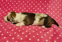 Daisy Mae , a female Miniature Dachshund for sale in Keatchie, LA – 8 of 10