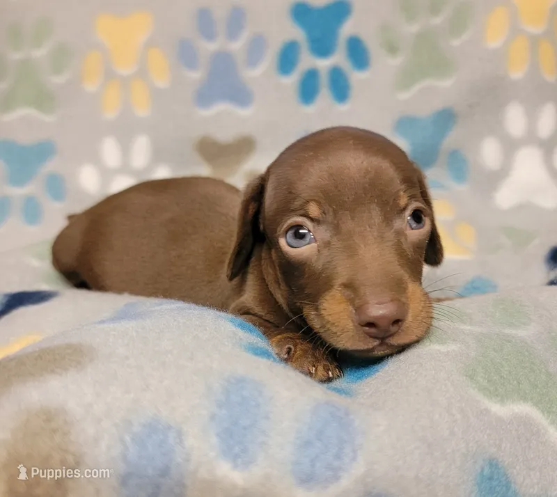Sonny – Miniature Dachshund puppy for sale in Keatchie, LA