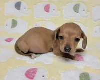 Tiny, a male Miniature Dachshund for sale in Keatchie, LA – 10 of 10