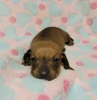 Olivia Grace , a female Miniature Dachshund for sale in Keatchie, LA – 6 of 10