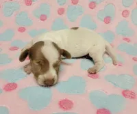 Addie, a female Miniature Dachshund for sale in Keatchie, LA – 10 of 10