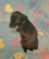 Rascal , a male Miniature Dachshund for sale in Keatchie, LA – 5 of 10