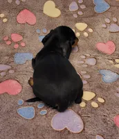 Bentley , a male Miniature Dachshund for sale in Keatchie, LA – 2 of 9