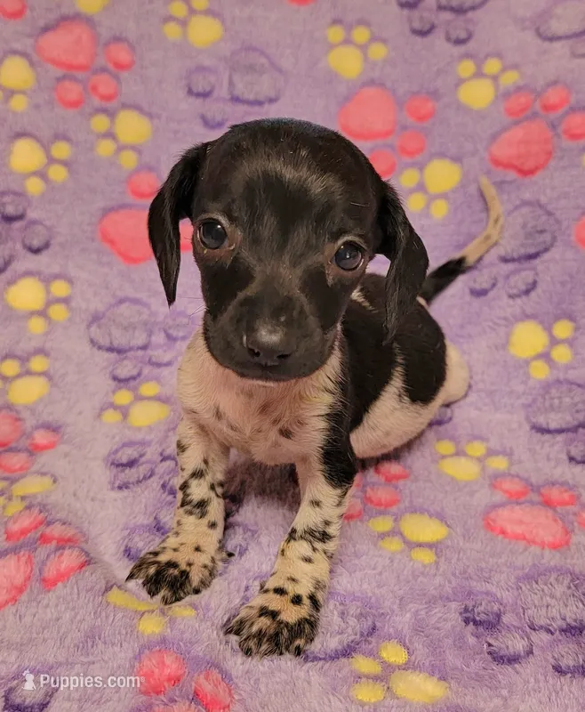 Oreo – Miniature Dachshund puppy for sale in Keatchie, LA