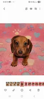 Darling , a female Miniature Dachshund for sale in Keatchie, LA – 8 of 10