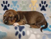 Baby Matthew , a male Miniature Dachshund for sale in Keatchie, LA – 1 of 10
