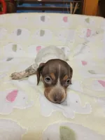 Buffie , a female Miniature Dachshund for sale in Keatchie, LA – 4 of 10