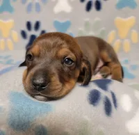 Baby Matthew , a male Miniature Dachshund for sale in Keatchie, LA – 7 of 10