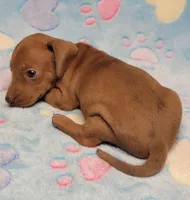 Amberly Marie, a female Miniature Dachshund for sale in Keatchie, LA – 4 of 10