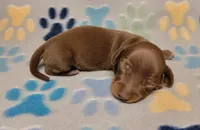 Sonny, a male Miniature Dachshund for sale in Keatchie, LA – 8 of 10