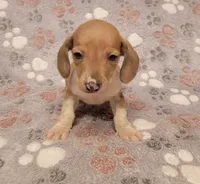Mickey, a male Miniature Dachshund for sale in Keatchie, LA – 3 of 10