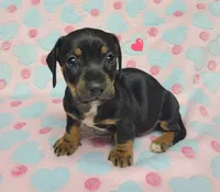 Dottie , a female Miniature Dachshund for sale in Keatchie, LA – 3 of 10