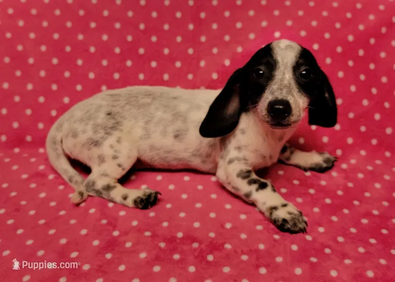 Speckles  – Miniature Dachshund puppy for sale in Keatchie, LA