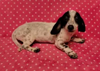 Speckles , a female Miniature Dachshund for sale in Keatchie, LA – 1 of 10