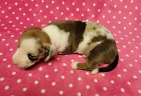 Daisy Mae , a female Miniature Dachshund for sale in Keatchie, LA – 6 of 10