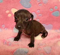 Tweety, a female Miniature Dachshund for sale in Keatchie, LA – 5 of 10