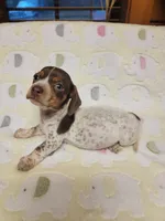 Buffie , a female Miniature Dachshund for sale in Keatchie, LA – 10 of 10