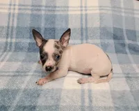 Toby Blue, a male Chihuahua for sale in Keatchie, LA – 6 of 10