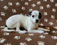 Chico , a male Chihuahua for sale in Keatchie, LA – 6 of 7