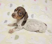 Buffie , a female Miniature Dachshund for sale in Keatchie, LA – 7 of 10