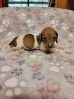 Harley , a male Miniature Dachshund for sale in Keatchie, LA – 10 of 10