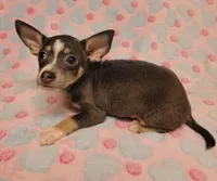 Gracie Marie, a female Chihuahua for sale in Keatchie, LA – 10 of 10